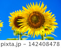 夏を象徴するひまわりの花 142408478