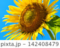 夏を象徴するひまわりの花 142408479