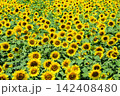 夏を象徴するひまわりの花 142408480