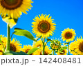夏を象徴するひまわりの花 142408481