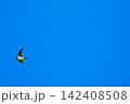 大空を飛翔するツバメ 142408508
