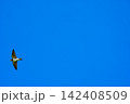 大空を飛翔するツバメ 142408509