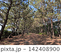 松林をくぐる散歩道 142408900