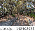松と散歩道 142408925