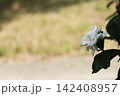 街角で出会った甘い香りの贈り物 142408957