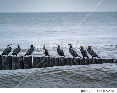 Row Of Cormorant Birds Perched on Coastal Breakwater Over Grey Sea Waters on Windy Day Row Of Cormorant Birds Perched on Coastal Breakwater Over Grey Sea Waters on Windy Day 142409218