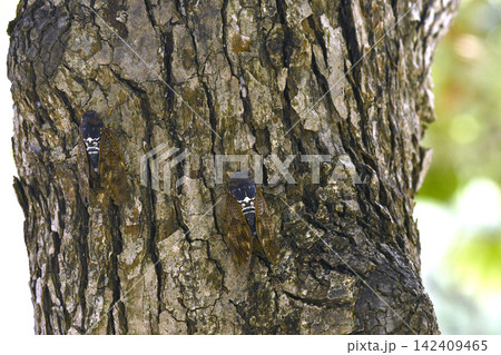 日本の横浜都市景観夏の終わりも近い…街路樹の低い位置に止まるアブラゼミ・左が徐々に接近…＝8月26日 142409465