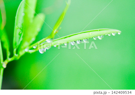 Dischidia Philippines ,Dischidiaor or Asclepiadaceae and rain droplet or dew drop or drop 142409534