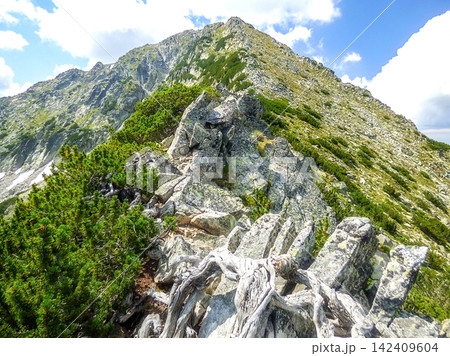ancient gnarled dry pine tree root embedded in granite rocks and boulders on Todorka, Bansko, Pirin Mountains Bulgaria 142409604