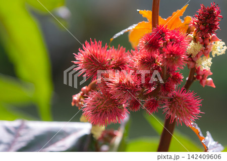 red spiky seed pods and flowers of a castor oil plant red spiky seed pods and flowers of a castor oil plant 142409606
