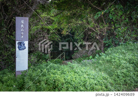 沖縄県嘉手納町 屋良ムルチの拝所と新緑の池 沖縄県嘉手納町 屋良ムルチの拝所と新緑の池 142409689
