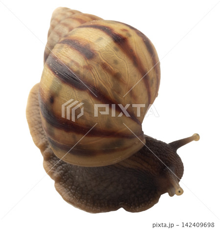 snail isolated on white background 142409698