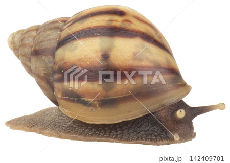 snail isolated on white background snail isolated on white background 142409701