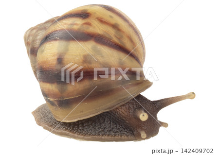 snail isolated on white background snail isolated on white background 142409702