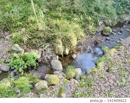 富士山の伏流水が湧き出る静岡県清水町の柿田川湧水群、清流と緑豊かな水辺の自然風景 142409822