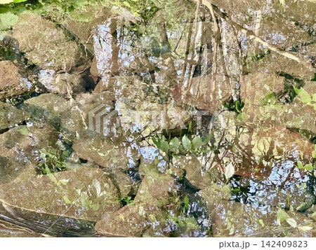 富士山の伏流水が湧き出る静岡県清水町の柿田川湧水群、清流と緑豊かな水辺の自然風景 142409823