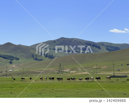 モンゴルのウランバートル郊外に広がる大草原と山々の風景 142409988