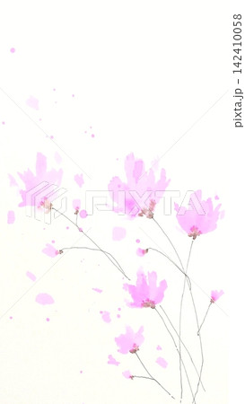 秋風にゆれるコスモス 秋風にゆれるコスモス 142410058