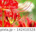 赤い彼岸花 142410328