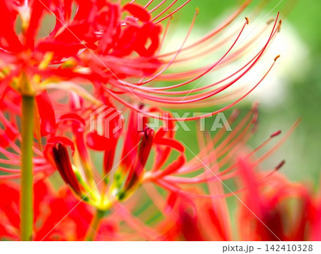 赤い彼岸花 赤い彼岸花 142410328