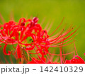 赤い彼岸花 142410329