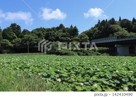赤沼でハスの花が咲く風景（宮城県利府町） 142410490