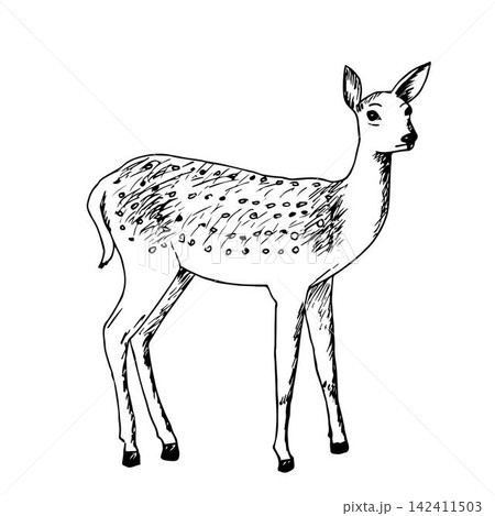 Hand ink drawing of a young dappled deer isolated on a white background. Fawn, forest animal, vector illustration. 142411503