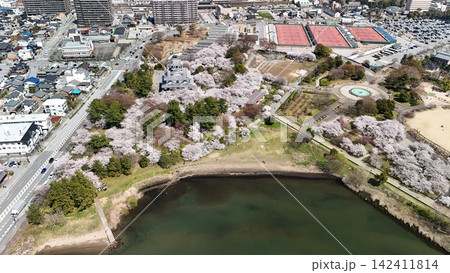 近江 長浜城 春の桜満開の様子 上空より 近江 長浜城 春の桜満開の様子 上空より 142411814