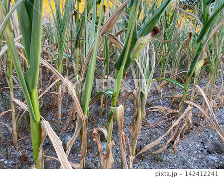 Dry corn stalk leaves in a drought-affected agricultural field Dry corn stalk leaves in a drought-affected agricultural field 142412241