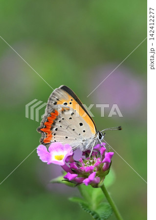 ベニシジミ (Small Copper Common Copper) ベニシジミ (Small Copper Common Copper) 142412277