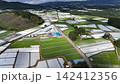 緑と白のコントラストが美しい早朝のレタス街道Lettuce St.・ドローン空撮（長野県南佐久郡） 142412356