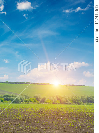Tranquil nature vista of corn sprouts field dark soil green vegetation background rolling hill dramatic golden dawn rays blue sky white clouds ideal extensive copy space Tranquil nature vista of corn sprouts field dark soil green vegetation background rolling hill dramatic golden dawn rays blue sky white clouds ideal extensive copy space 142412615