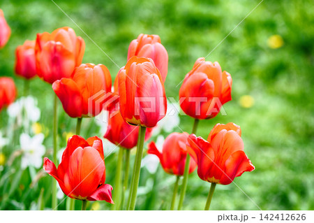 Red tulips 142412626