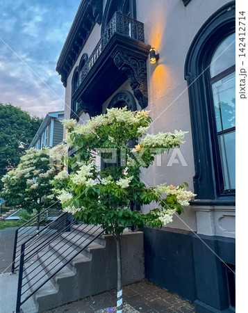 Blooming Japanese tree lilac in front of historic building facade at evening 142412714