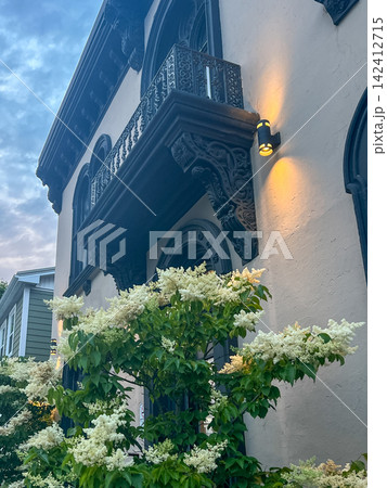 Blooming Japanese tree lilac in front of historic building facade at evening Blooming Japanese tree lilac in front of historic building facade at evening 142412715