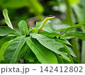 Slender golden tree snake extends its patterned neck above fresh green foliage inside tropical garden, exhibiting natural wildlife predator camouflage behavior 142412802