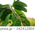 Long patterned serpent slithers gracefully across wooden branch among green tree leaves, showcasing authentic tropical wildlife creature in its natural habitat 142412804