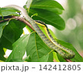 Long patterned serpent slithers gracefully across wooden branch among green tree leaves, showcasing authentic tropical wildlife creature in its natural habitat 142412805