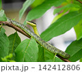Long patterned serpent slithers gracefully across wooden branch among green tree leaves, showcasing authentic tropical wildlife creature in its natural habitat 142412806