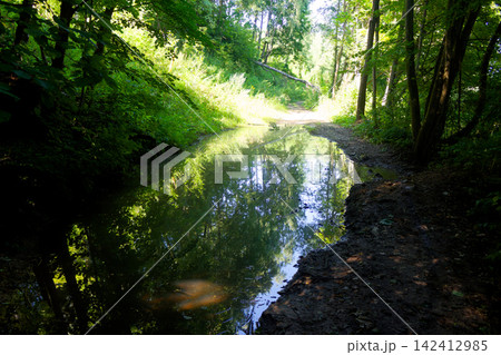 Large muddy puddle reflecting lush green trees and sunlight on a rustic forest trail, capturing a peaceful atmosphere within the vibrant summer woods during a bright sunny day Large muddy puddle reflecting lush green trees and sunlight on a rustic forest trail, capturing a peaceful atmosphere within the vibrant summer woods during a bright sunny day 142412985