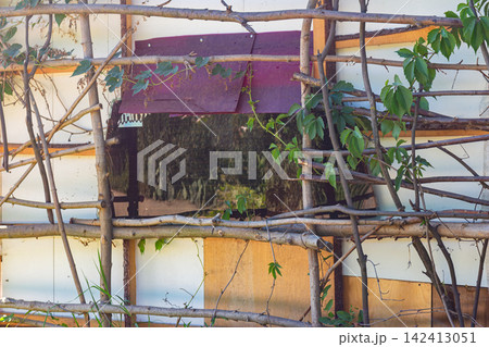 Rustic barn wall featuring a handcrafted wooden pole trellis supporting creeping Virginia creeper vines, rural backyard architecture with natural climbing plants and textured shed exterior 142413051