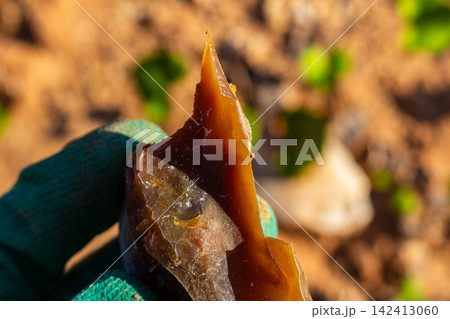 Razor-sharp translucent chalcedony shard held in a gloved hand, mineral find discovered during field exploration, focus on rough natural stone texture and sunlight backlit edges Razor-sharp translucent chalcedony shard held in a gloved hand, mineral find discovered during field exploration, focus on rough natural stone texture and sunlight backlit edges 142413060