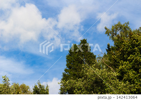 Lush green spruce and leafy deciduous treetops reaching towards a bright blue sky with soft white clouds, capturing the refreshing essence of a sunny summer day in nature 142413064