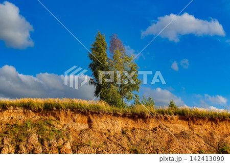 Lush green birch trees stand atop a sunlit clay cliff against a vivid blue sky with puffy white clouds, creating a vibrant and peaceful summer nature landscape scene Lush green birch trees stand atop a sunlit clay cliff against a vivid blue sky with puffy white clouds, creating a vibrant and peaceful summer nature landscape scene 142413090