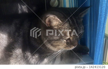 Cute tabby cat sitting indoors in soft sunlight near blue curtain 142413120