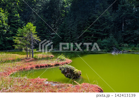 Green water reflects trees in a quiet spot near a forest 142413139