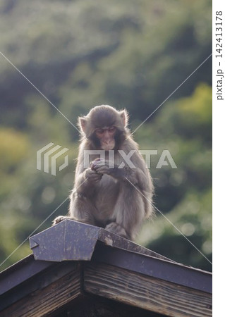 Japanese macaque monkey, Iwatayama Monkey Park, Arashiyama, western Kyoto, Japan, portrait closeup of Nihonzaru snow monkey with red face, blue sky background, troop of Macaca fuscata monkeys Japanese macaque monkey, Iwatayama Monkey Park, Arashiyama, western Kyoto, Japan, portrait closeup of Nihonzaru snow monkey with red face, blue sky background, troop of Macaca fuscata monkeys 142413178