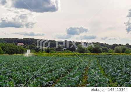 Fresh green cabbage rows growing in a rural field with a sprinkler system spraying water, distant orthodox church with golden domes against a cloudy summer sky in the background, Russia Fresh green cabbage rows growing in a rural field with a sprinkler system spraying water, distant orthodox church with golden domes against a cloudy summer sky in the background, Russia 142413344