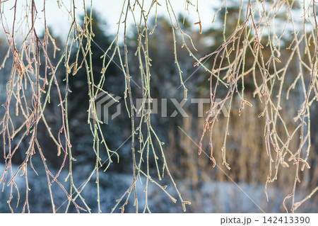 Delicate birch branches adorned with glittering hoarfrost crystals create a serene winter atmosphere, capturing the ephemeral beauty of a cold frosty morning in the dormant forest landscape Delicate birch branches adorned with glittering hoarfrost crystals create a serene winter atmosphere, capturing the ephemeral beauty of a cold frosty morning in the dormant forest landscape 142413390