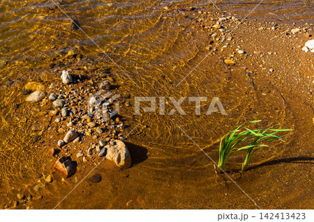 Clear stream water flows over a pebble-strewn golden riverbed with vibrant green reeds swaying gently near the sunny shoreline, creating a peaceful and serene natural texture Clear stream water flows over a pebble-strewn golden riverbed with vibrant green reeds swaying gently near the sunny shoreline, creating a peaceful and serene natural texture 142413423